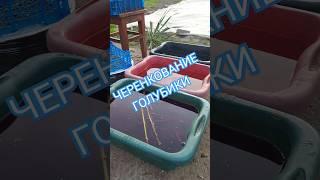 Черенкование голубики #голубика #сад #огород #дача #черенкование #укоренение