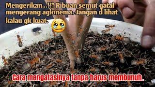 Cara mengatasi aglonema yg d serang semut gatal. || Cara mengatasi hama pada aglonema.