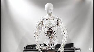 Torso by Clone | Bimanual Android with Artificial Muscles