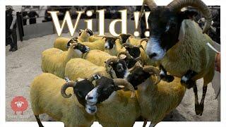 WILD SCOTTISH SHEEP ESCAPE DURING SALE... and I try to buy them!!