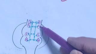 ABDUCENS NERVE|CRANIAL NERVE VI#cranialNerves#cranialnerve6#neuroanatomy#neurology#neurosciences#bds