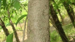 Forestiera acuminata