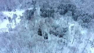 Winter forest 4K flight relaxation 4