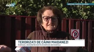 TERORIZATI DE CAINII MAIDANEZI IN URZICENI