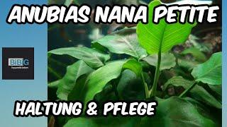 Anubias Nana Petite, Haltung- u. Pflegetips des kleinen Zwergspeerblatt | Pflanzenpflege | BiBiG