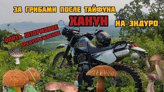 За грибами после тайфуна — «Ханун» Опять штормовое предупреждение.