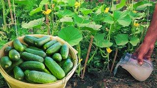 You will harvest baskets full of cucumbers, just do these 2 things