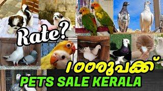 Fancy PigeonCatDogsHenCowRabbitLow Rate pets salepravu valarthal️kerala pets farmbirds