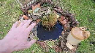 Allotment  Update ( 2 ) Mar 25 . Cooking Apple  in . Pond refilled.