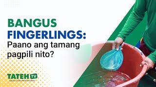 Tamang pagpili ng bangus fingerlings | TatehTV Epsiode 150