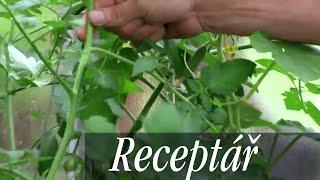Jak pěstovat rajčata – tipy pro zvýšení úrody, jak je ochránit před plísní