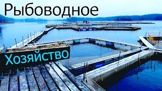 Fish farming in Russia