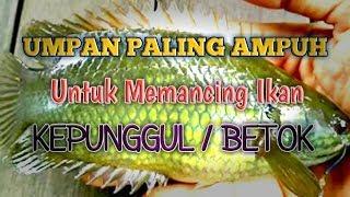 The Most Effective Bait for fishing Kapunggul (Betok)