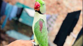 Bolny wala tota / talking Raw parrot #parrot #raw