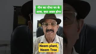 नीम का पौधा घर के आस, क्या असर होगा #neem #plant #neemplant #neemtree  #neemtreeinhouse #plantsvastu