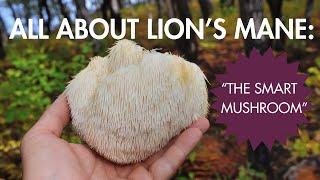 All about Lion's Mane: "The Smart Mushroom"