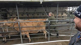 Pregnancy Testing A Couple Of Suspect Cows