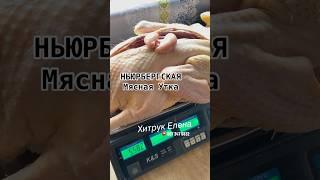 Купить инкубационное яйцо Мускусной утки  Гигантских размеров Хитрук Елена Украина