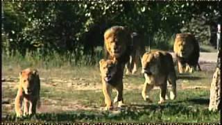 African Lion Safari 2010 TV Commercial