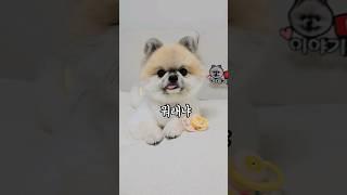 태어나보니 유튜버  #귀여운강아지 #funnyshorts #cutedog #pets #pomeranian #랄랄 #유튜버