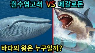 메갈로돈 VS 흰수염고래 최강과 최대의 대결 누가 이길까?