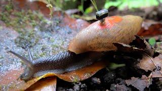 These Tiny Sensors Are Saving Snails | The Henry Ford’s Innovation Nation