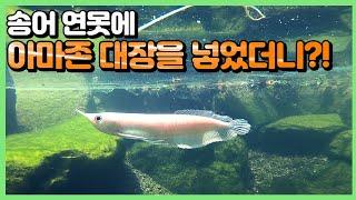 아시아의 용이라 불리는 아로와나가 연못에 들어갑니다.