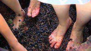 Grape Stomp | Iowa State Fair 2015