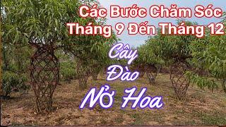 Các bước chăm sóc cho cây đào tết từ tháng 9 âm lịch đến cuối năm