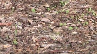 How to Reduce a Muddy Yard Using Mulch : Planting Tips