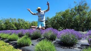 Campo de Lavanda en Washington