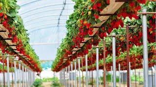 Awesome Hydroponic Strawberries Farming Modern Agriculture Technology Strawberries Harvesting