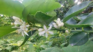 amarre de flor en limon persa