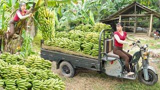 Video 90 Days Of Harvesting Bananas, Ducks and Agricultural products Goes To  Country Market Sell