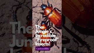 The Jungle’s Incredible "Fireproof" Insects! 