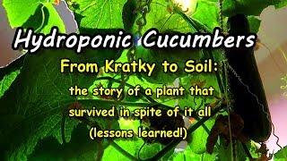 Growing Hydroponic Cucumbers Indoors: From Kratky to Soil, a story of survival!