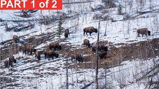 Before the Flood Wood Bison Part 1 | Greg McHale's Wild Yukon
