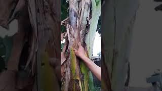 AJAIB!! Pohon pisang bercabang 2 #viral #trending #aneh