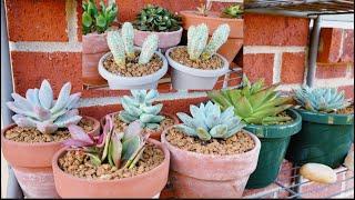 REPOTTING MY BEAUTIFUL SUCCULENTS ||Kaye in USA VLOG