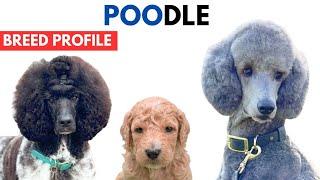 Poodle Breed Profile History - Price - Traits - Standard Poodle Pudel / Grooming Needs - Lifespan