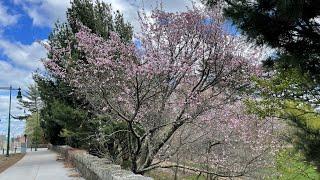 Сакуры в цвету - Sakura -7- Arnold Arboretum - 19-April-2022