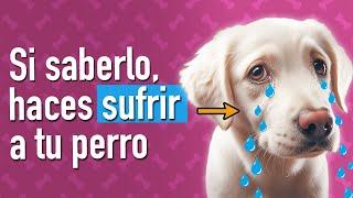 12 errores tu perro te Suplica que dejes de cometer Ya