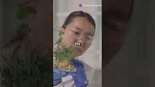 The Resurrection Plant: Nature’s Miracle Unveiled!