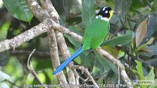 Long-tailed Broadbill @ Chiu Sein Chiong 6924