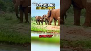 하마가 코끼리에게 달려든 이유 - 영역 방어 전략 해설