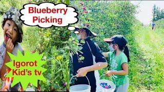 Saskatoon blueberry picking/kids blueberry picking/igorot kids tv