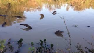 Caiman bellowing (Pantanal)