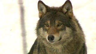 La caza de lobos divide a Suecia