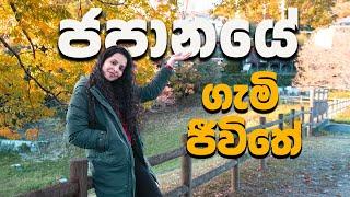 කැළෑව මැද අභිරහස් බංකරයක් | Exploring Our New Village in Japan