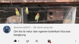 Saat lovebird bertelur/mengeram perlukah dikasih kangkung??